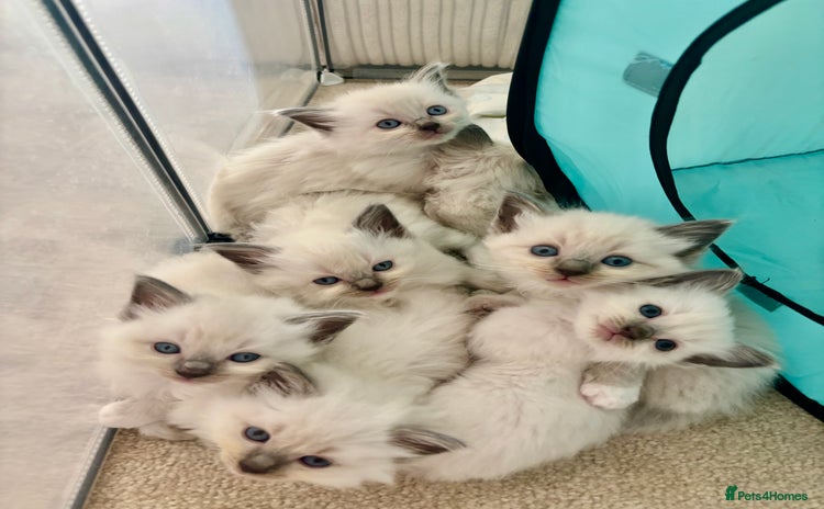 Ragdoll cats - Advert 4