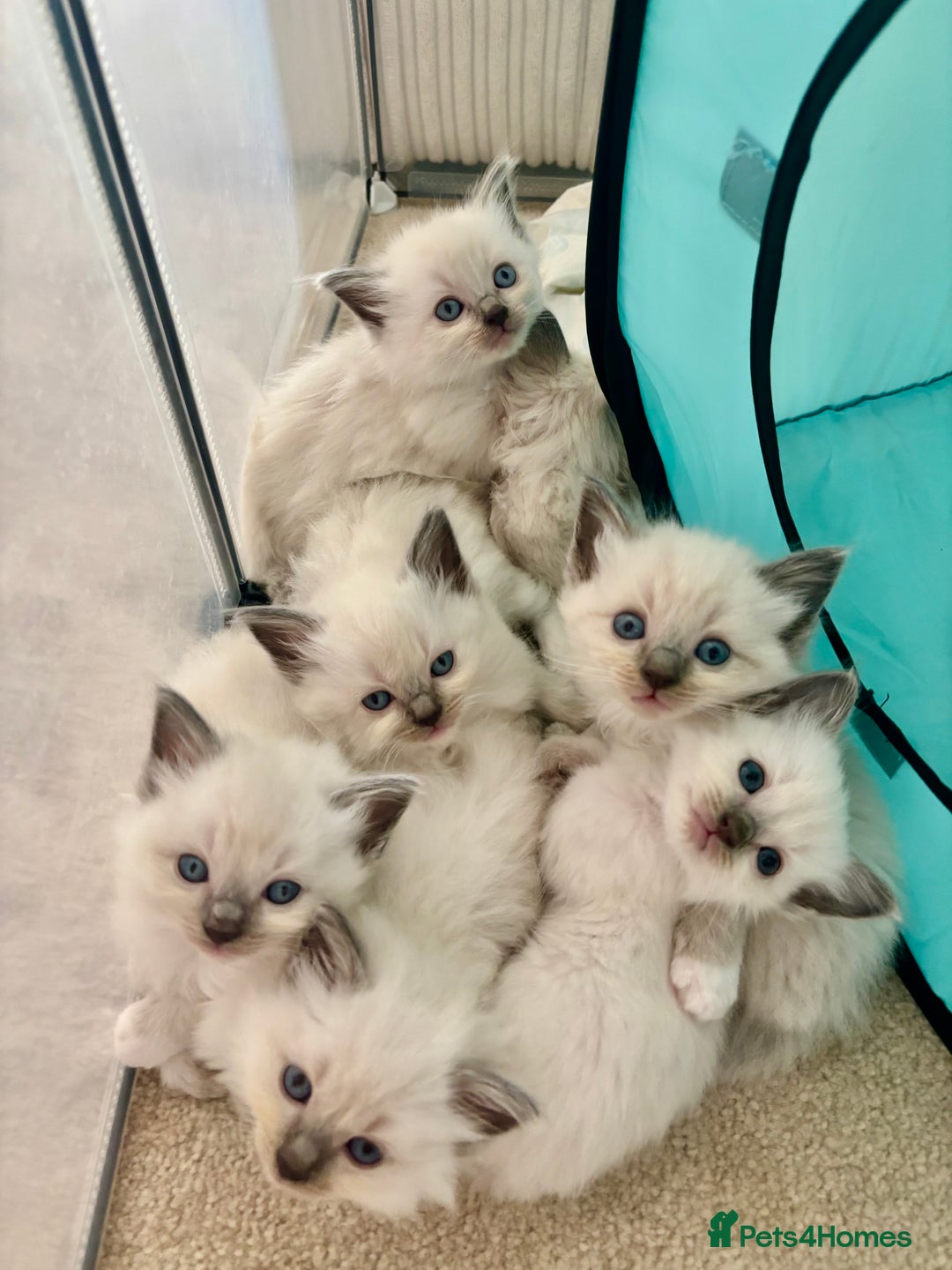 Ragdoll cats for sale: Gorgeous pedigree little babies  - Image 1
