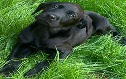 Labrador Retriever dogs for sale: Beautiful lab female puppy  - Image 16