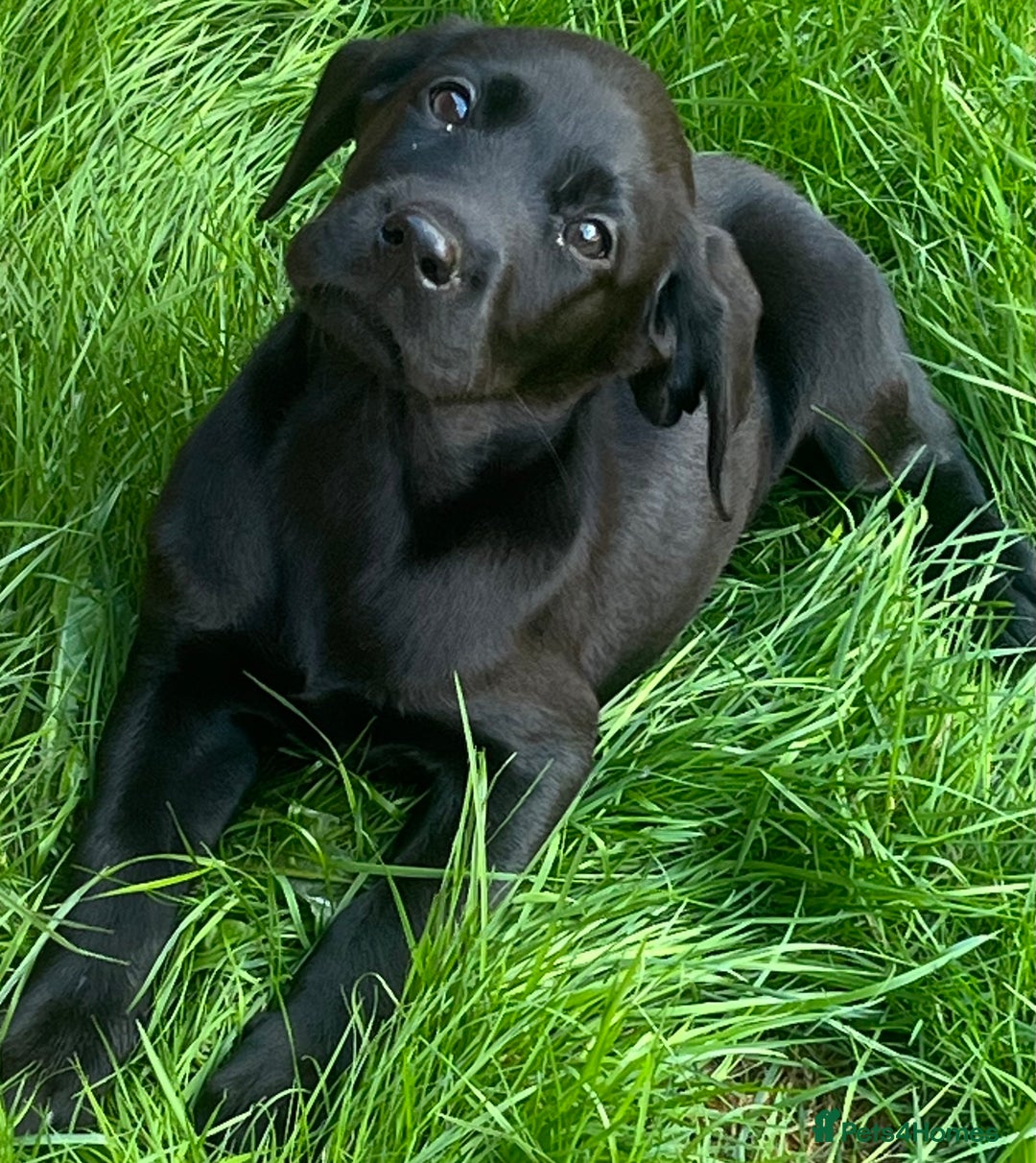 Labrador Retriever dogs for sale: Beautiful lab female puppy  - Image 16