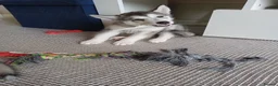 Siberian Husky dogs for sale: Stunning Siberian Husky puppies for sale - Advert 17