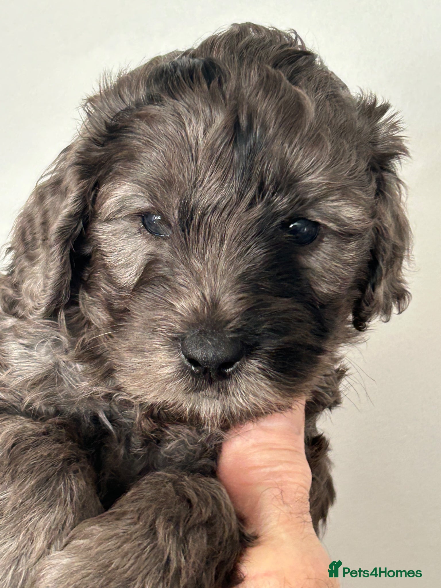 Mini Goldendoodle dogs STUNNING HEALTHY GOLDENDOODLES F1b  - Advert 11