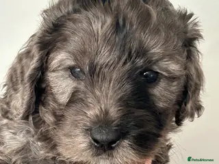 Mini Goldendoodle dogs STUNNING HEALTHY GOLDENDOODLES F1b - Advert 11