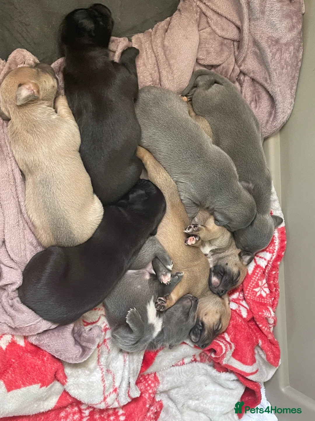 Mixed Breed dogs for sale: Stunning Whippet/Jack puppies  - Advert 1