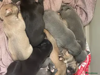 Mixed Breed dogs Stunning Whippet/Jack puppies - Advert 2