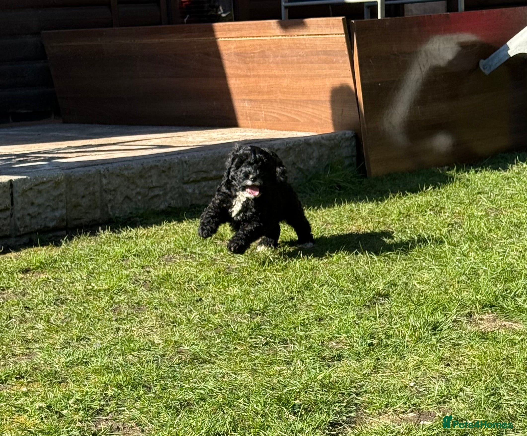 Cockapoo dogs beautiful f1 toy cockerpoo READY NEXT WEEK - Advert 1