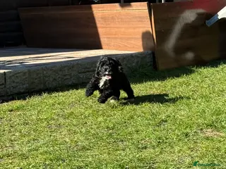 Cockapoo dogs beautiful f1 toy cockerpoo READY NEXT WEEK - Advert 3