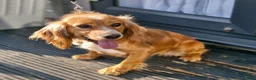 Cocker Spaniel dogs for sale: Cocker spaniel pups - Advert 26