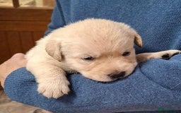 Labrador Retriever dogs for sale: Quality, Show Bred, Yellow Puppies - Image 1