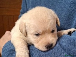Labrador Retriever dogs for sale - Advert 1