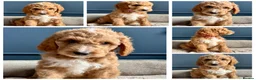 Mixed Breed dogs for sale: 🐾READY TO GO🐾 Exceptional Australian Doodles🐾 - Advert 3