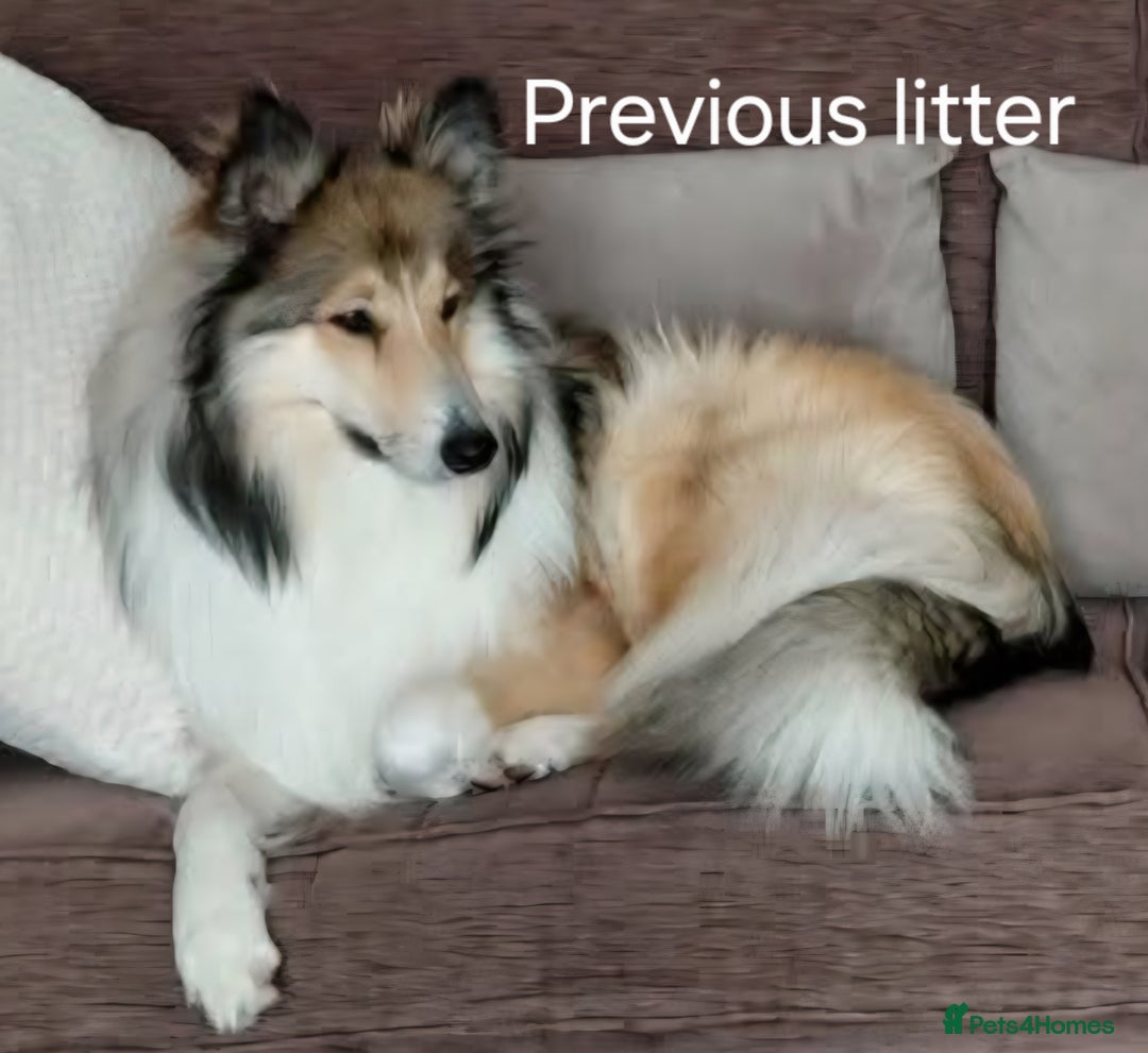 Mixed Breed dogs for sale: Beautiful three quarter Rough collie puppies  - Image 11