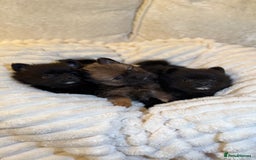 Pomeranian dogs for sale: 🐾 KC Registered Pomeranian Puppies 🐾 - Image 1