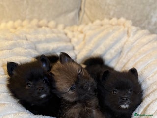 Pomeranian dogs - Advert 1