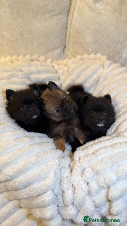 Pomeranian dogs - Advert 1