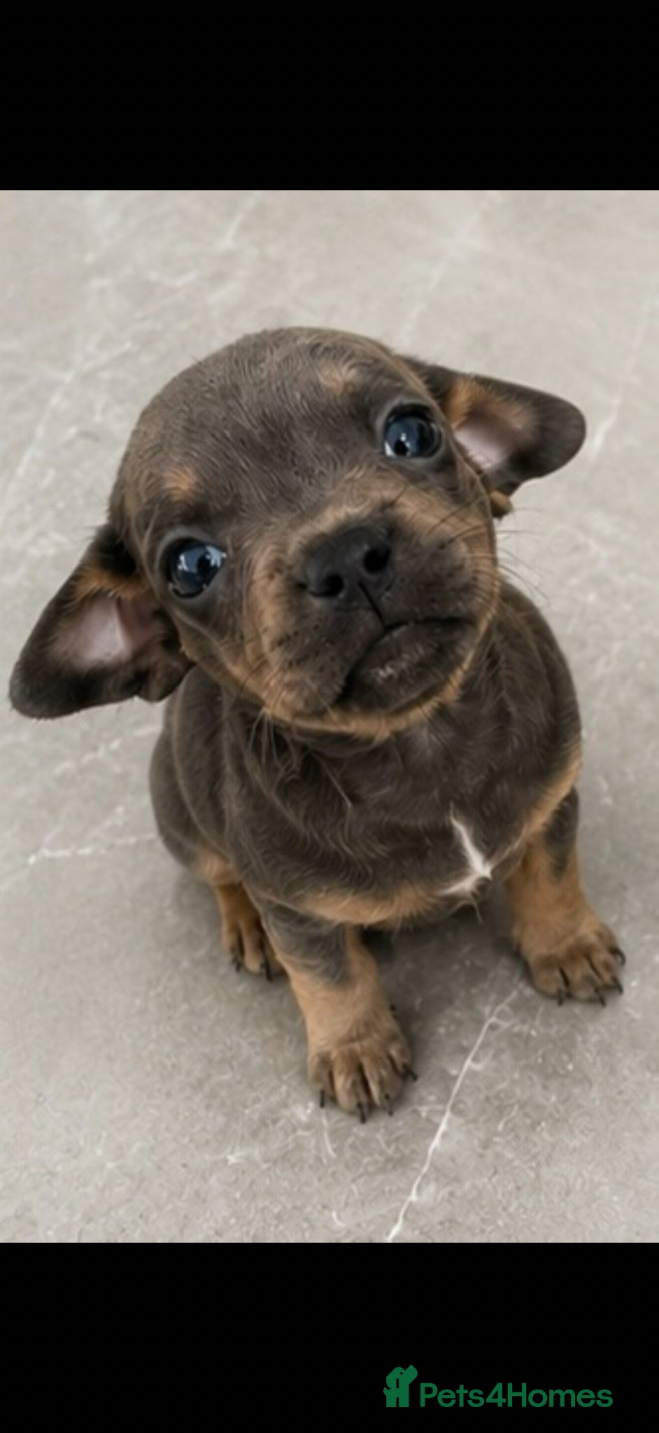 Mixed Breed dogs Mini French Dachshund Puppies 🐶❤️ - Advert 1