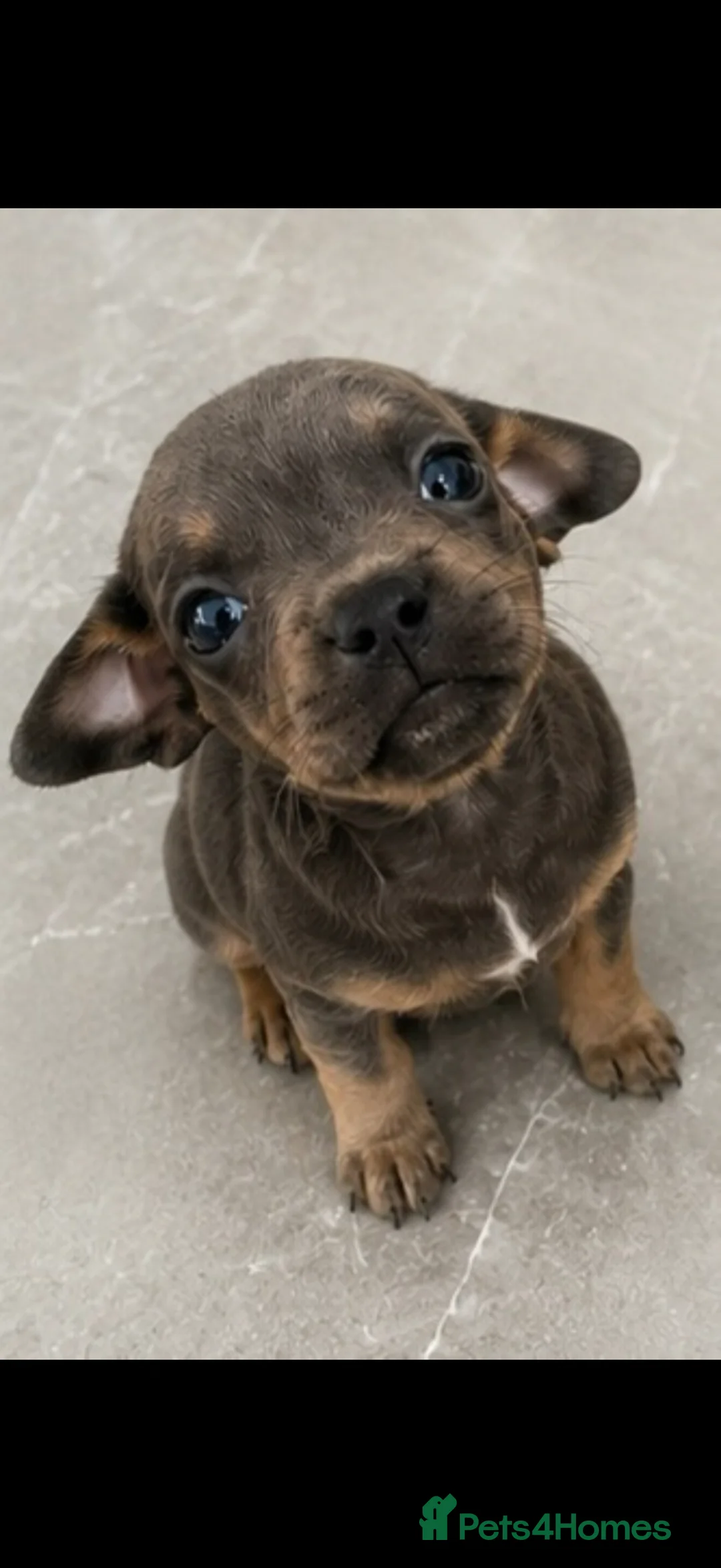 Mixed Breed dogs for sale: Mini French Dachshund Puppies 🐶❤️ - Advert 1