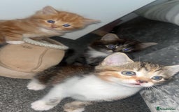 Domestic Shorthair cats for sale: 3 beautiful kittens!  - Image 2