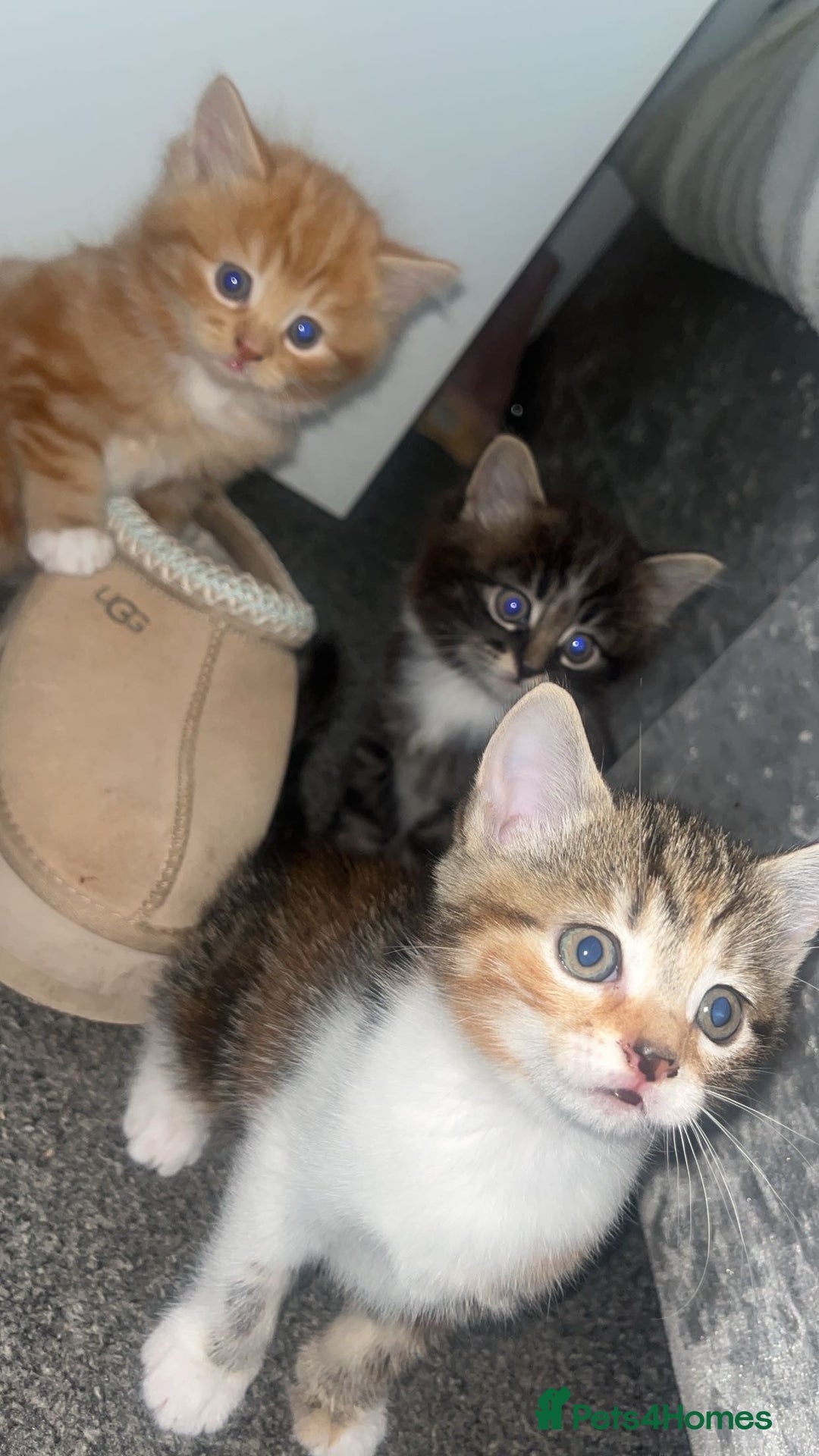 Domestic Shorthair cats for sale: 3 beautiful kittens!  - Image 2