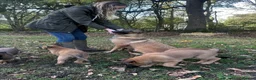 German Shepherd dogs for sale: Beautiful Malinois puppies for sale  in Lincoln - Advert 3