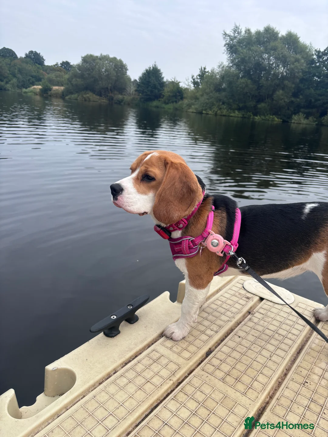 Beagle dogs for sale: Beautiful beagle  - Advert 16