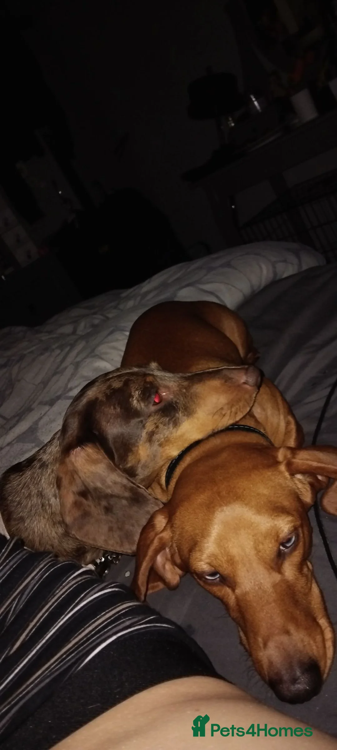 Miniature Dachshund dogs for sale: Miniature dachunds - Advert 1