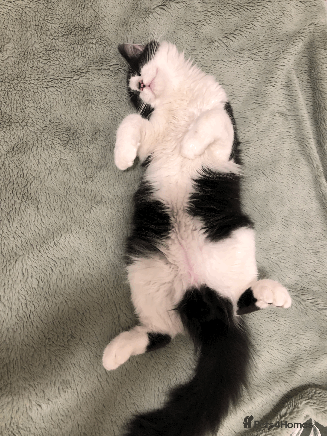 Mixed Breed cats for sale: Adorable Boy Looking for a Forever Home! - Image 5