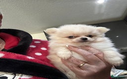 Pomchi dogs for sale: Tiny Pomchi - Image 4