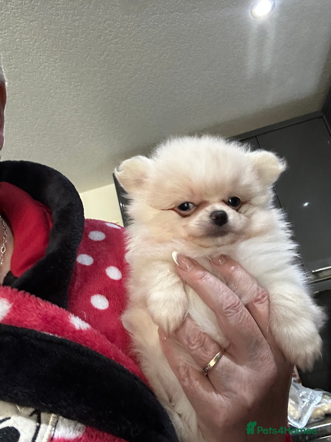 Pomchi dogs for sale: Tiny Pomchi - Image 4