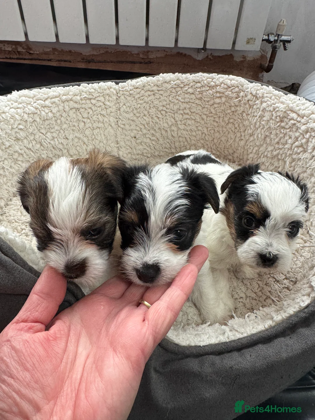 Mixed Breed dogs for sale: Parson Russell X mini Biewer rough coated pups  - Advert 13