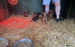 Belgian Shepherd Dog dogs for sale: Litter  - Image 25