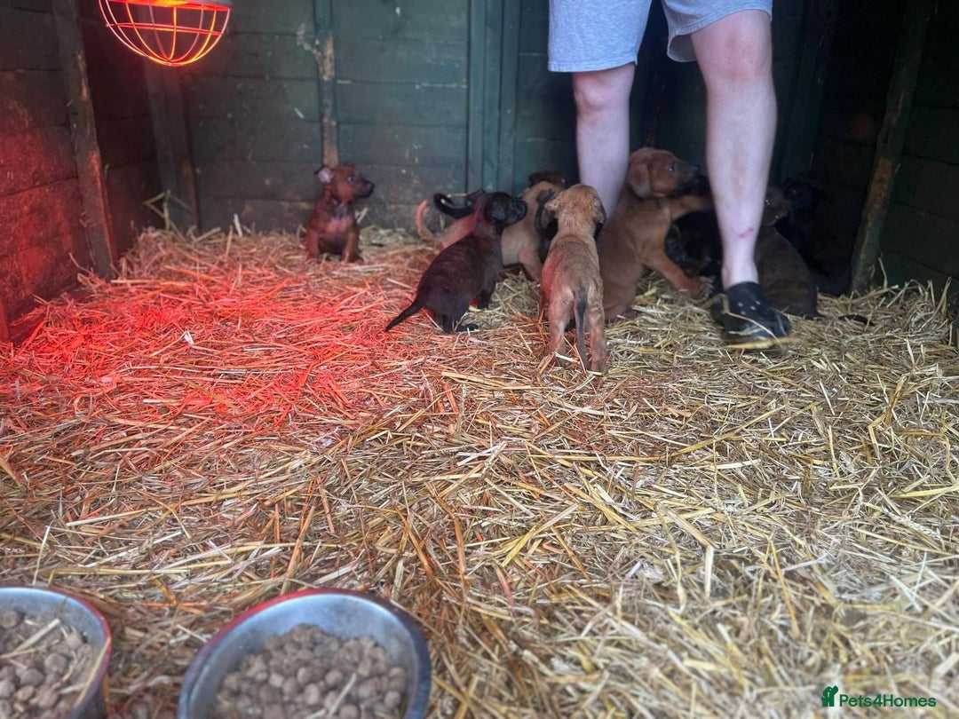 Belgian Shepherd Dog dogs for sale: Litter  - Image 25