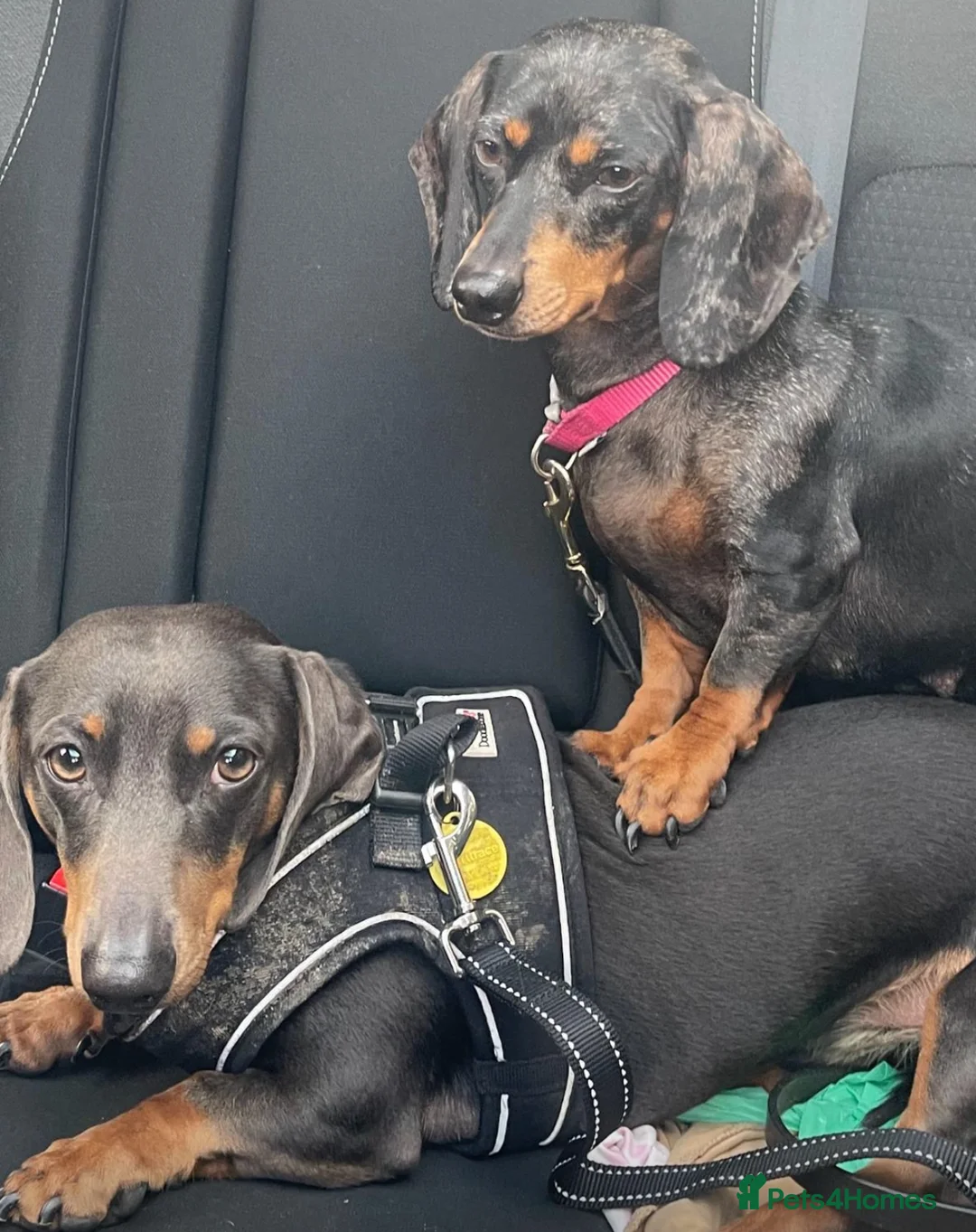 Dachshund dogs for sale: DAUCSHAUND PUPPIES in Brentwood - Advert 13