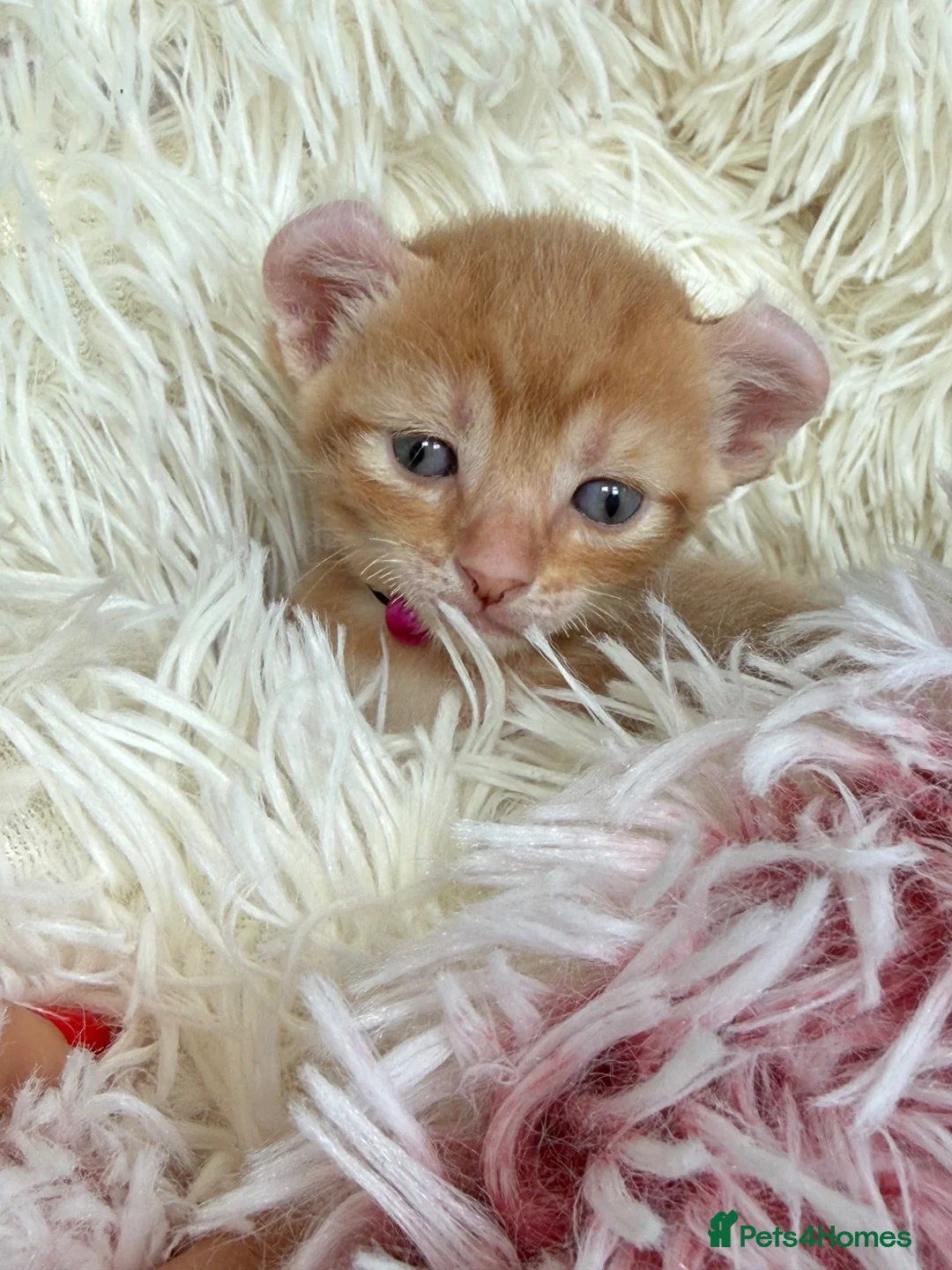 Sphynx cats for sale: Adorable kiteens!  - Advert 16