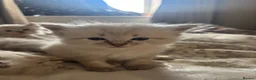Mixed Breed cats for sale: Ragdoll Siberian Neva Masquerade Kittens - Advert 35
