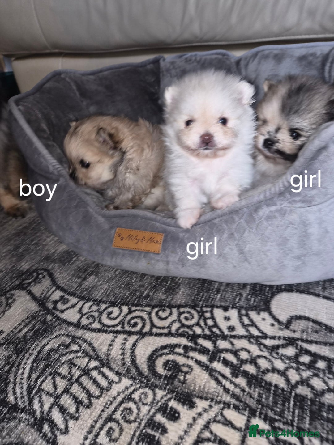 Pomeranian dogs for sale: Goergeos Pomeranian Puppy's💙❤️ - Advert 2