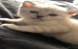 Scottish Fold cats for sale: Stunning Scottish fold kittens  - Image 4
