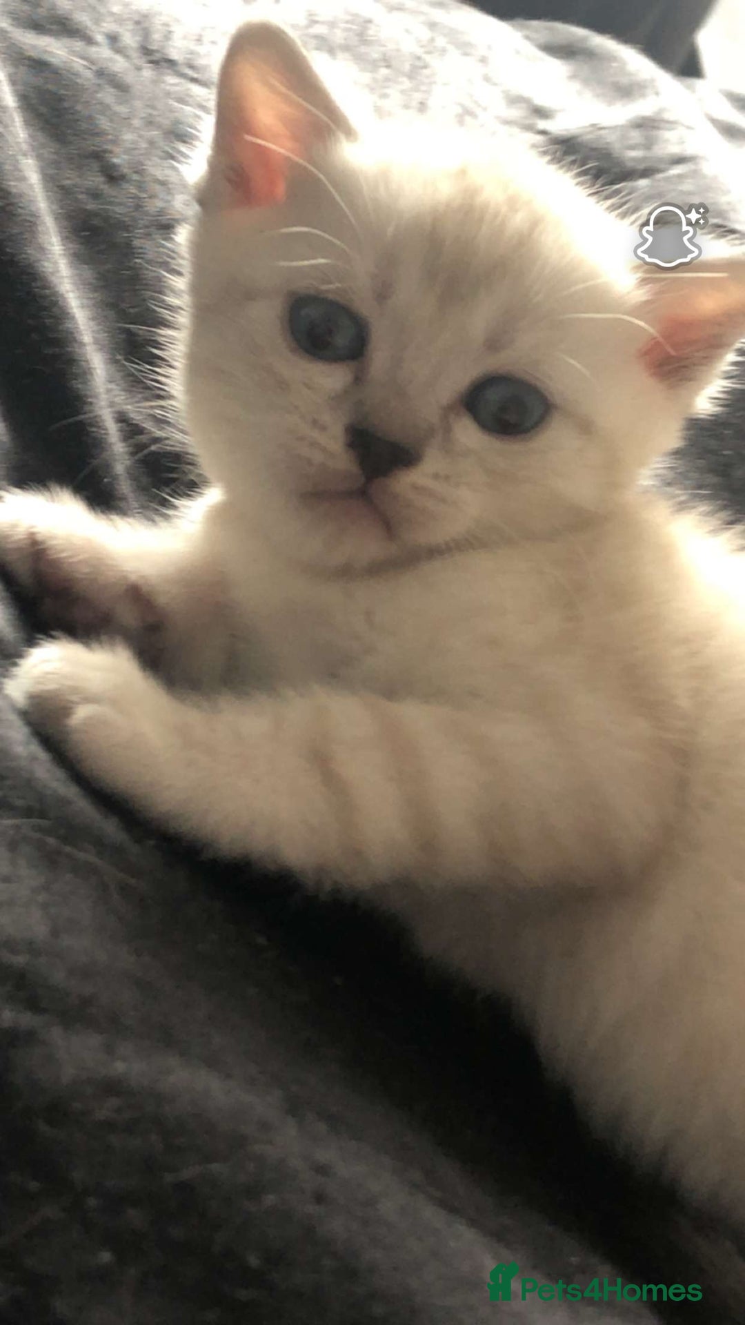 Scottish Fold cats for sale: Stunning Scottish fold kittens  - Image 4
