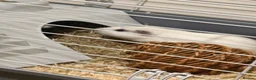 Guinea Pig rodents for sale: Two female guinea pigs  in Barnet - Advert 4