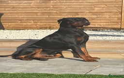 Rottweiler dogs for sale: Amazing litter of Rottweiler puppies  - Image 4