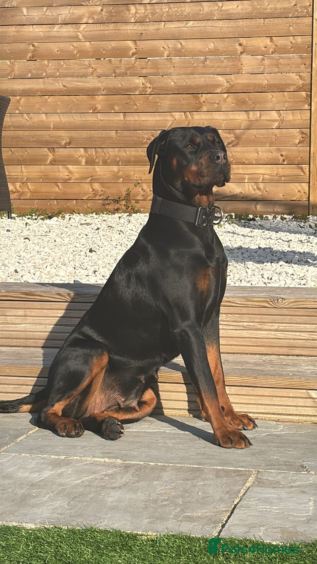 Rottweiler dogs for sale: Amazing litter of Rottweiler puppies  - Image 4