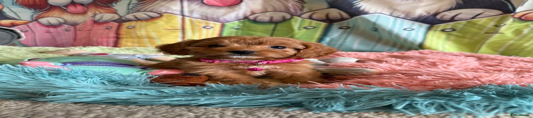 Cavapoo Puppy 3