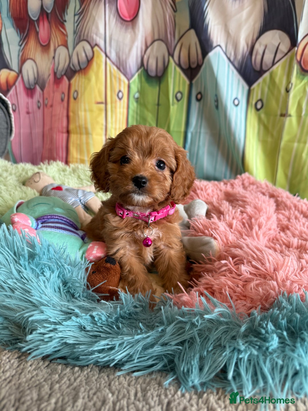 Cavapoo dogs for sale: F1 TOY Cavapoo puppies available  - Image 5