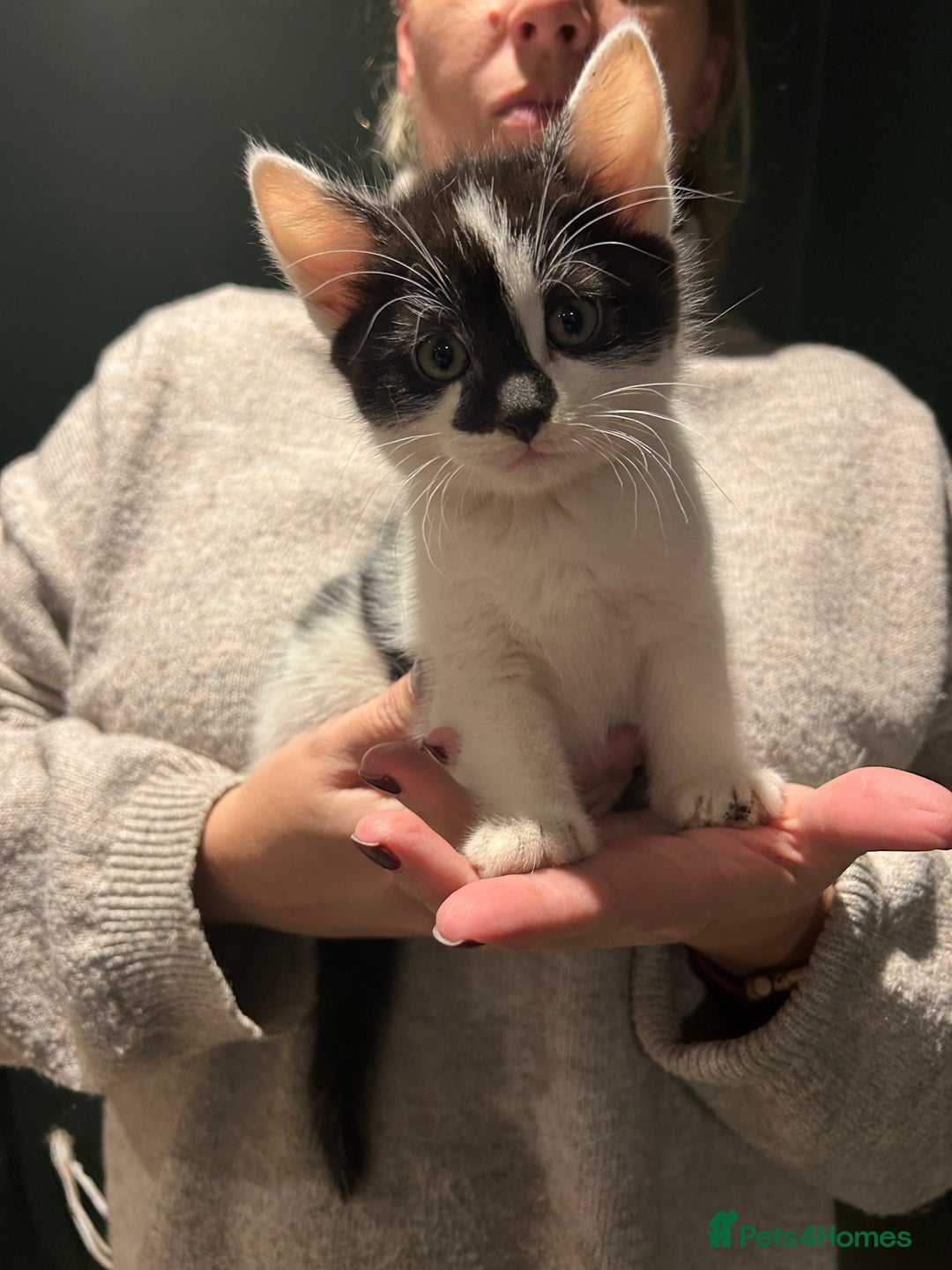 Mixed Breed cats for sale: Sweet Kittens for Sale – Friendly & Family-Raised - Advert 4