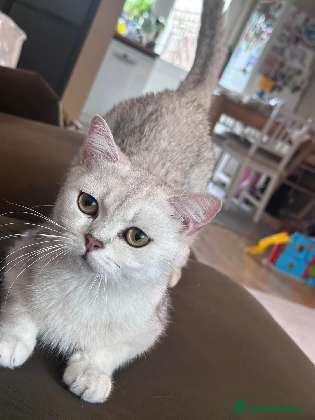 Scottish Fold cats for sale: Scottish fold kittens in London - Advert 1