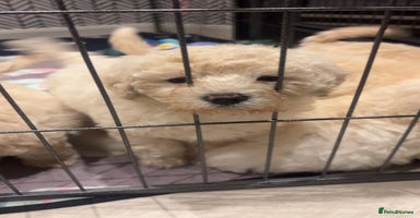 Cavapoochon dogs Cavapoochon - Advert 16