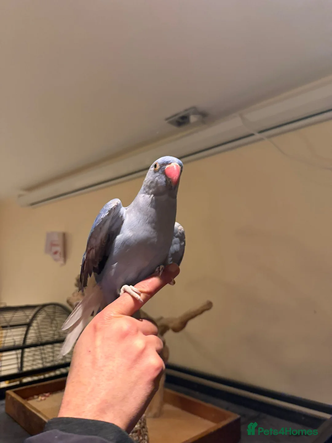 Budgerigars birds for sale: Violet Baby Ringneck! - Advert 5