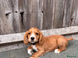 Cocker Spaniel dogs 9 Gorgeous Working Cocker Spaniel Pups - Advert 1