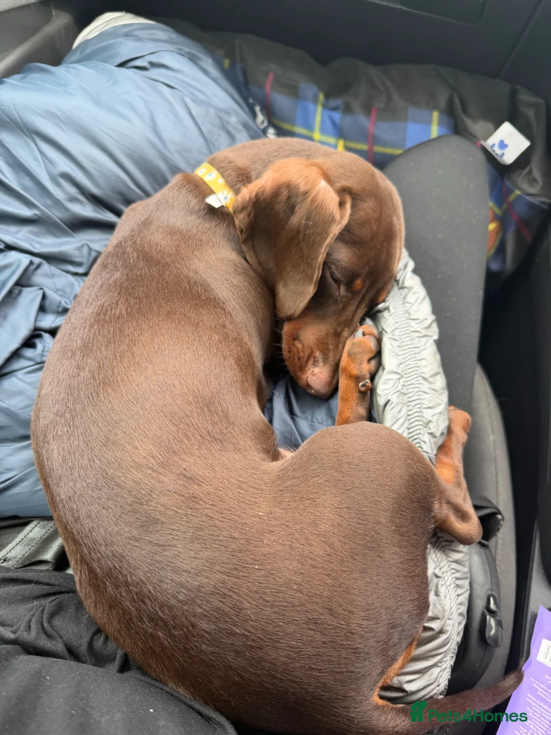 Miniature Dachshund dogs for sale: Short haired miniature dachshund  in Normanton - Advert 3