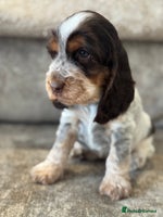 Cocker Spaniel dogs BEAUTIFUL SHOW TYPE COCKER SPANIELS - Advert 10